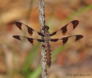 Plathemis lydia, female